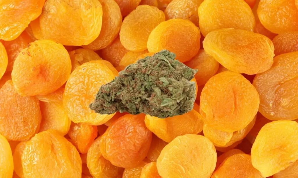 Apricot Kush Strain Review