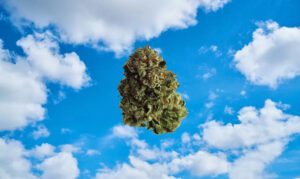 Autopilot hemp strain
