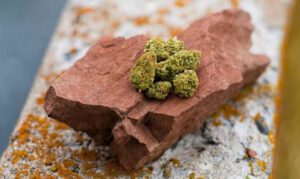 Baox Strain