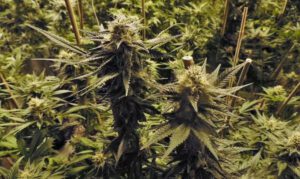 Berry Exotic hemp strain