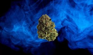 Blue Genius hemp strain