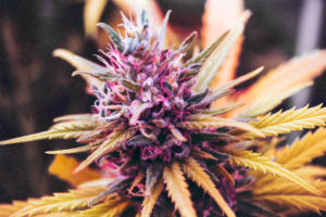 A pink marijuana plant with a yellow leaf, set against a blurred background