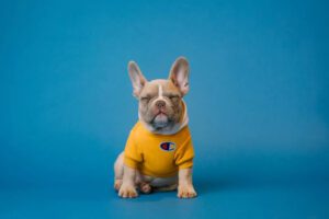 A french bulldog terrier is in bliss after its loving owner makes Botany Farm's CBD Dog Treat Recipe