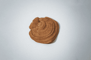 A brown reishi mushroom sits against a white backdrop.