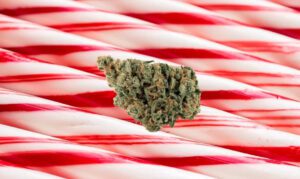 Candy Cane Kush strain