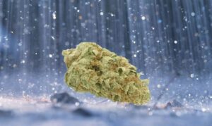 Candy Rain Strain bud