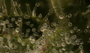 Trichomes full of flavonoid luteolin