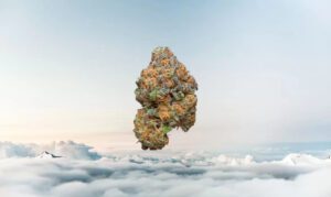 Chocolate Heaven strain