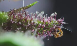 Close up to a delta 10 bud