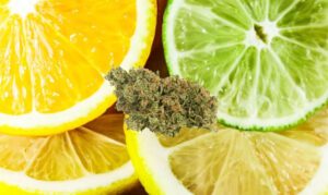 Dr. Lime strain bud