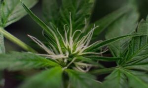 El Jefe strain