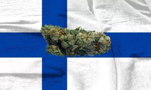 Finola hemp strain