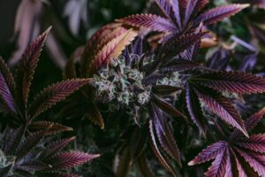 Fire Angel strain