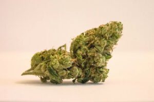 Forbidden Fruit hemp bud