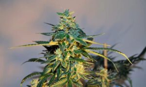 Frosted Lime hemp strain