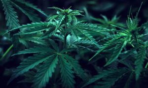 Goliath hemp strain