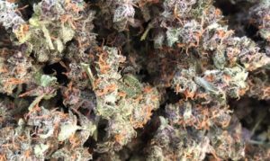 Granny Skunk weed strain nugs