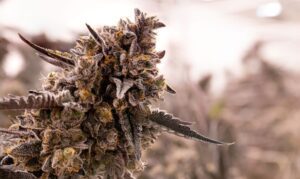 Great Divide Strain