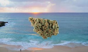 Honolulu Haze hemp strain