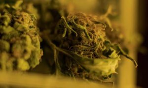 Drying weed in a microwave fast