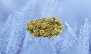 Jack Frost strain
