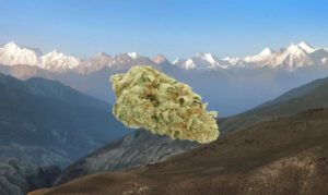Kush Mountains Strain
