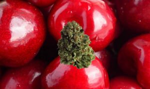 Lemon Cherry Gushers strain bud
