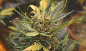 Close up picture of a Lemon Haze strain plant