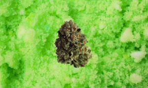 Lemon Slushie strain