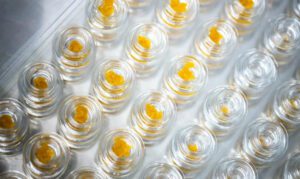 Glass jars full of live resin