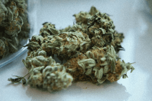 CBD flowers on a white surface