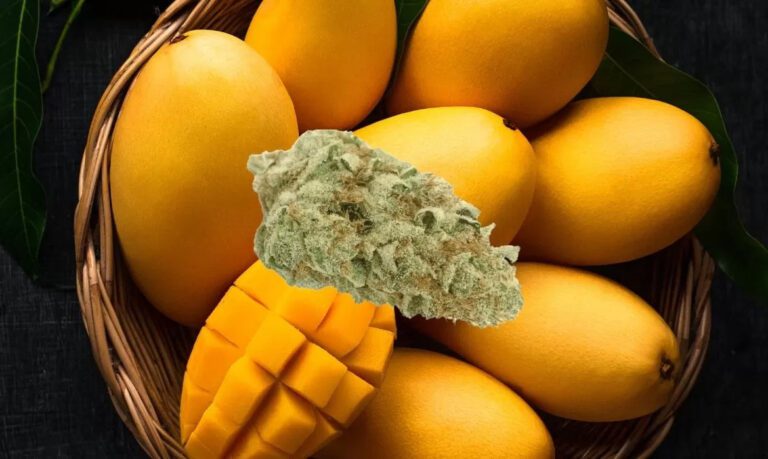 Mango Punch Strain Review