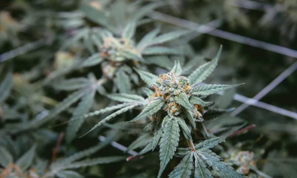 Master Hemp Strain Review