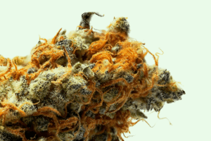 An orange-haired weed placed on a white surface