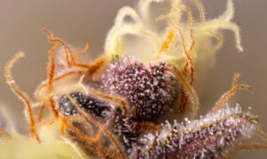 Queen Dream hemp strain