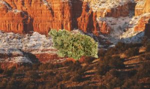 Sedona Kush strain bud