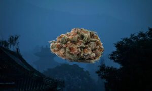 Shaolin Gleaux strain