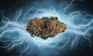 Sour Elektra Strain bud
