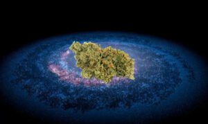 Space Cadet Strain bud