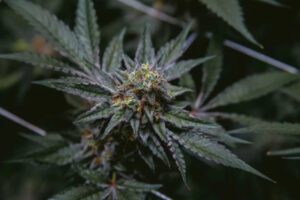 A bud of the world's strongest hemp glitters under light against a background of hemp plants