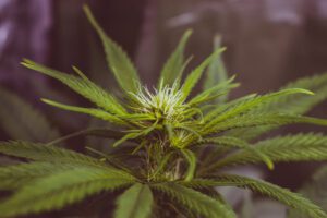 Close-up of an indica strain