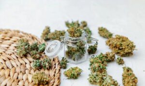Several buds of the Sweetened hemp strain