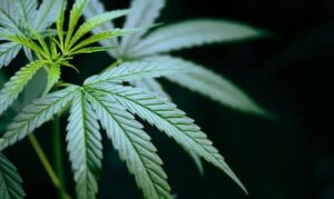 Cannabis plant with CBDp