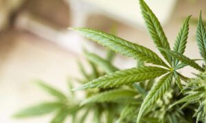 Cannabis plant with CBGA