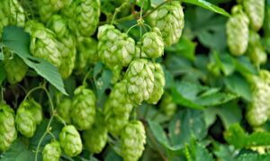 Hops full of humulene
