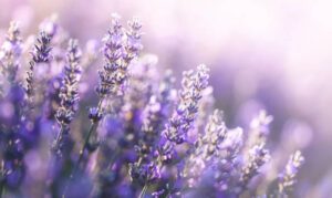 Lavender full of linalool