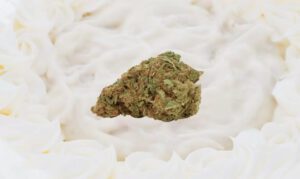 White Cake strain bud