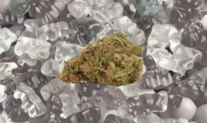White Gummy strain