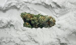 White Sherbet strain nug