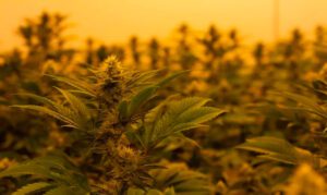 a close up of legal Delta-9 THC weed being grown in a professional grow room